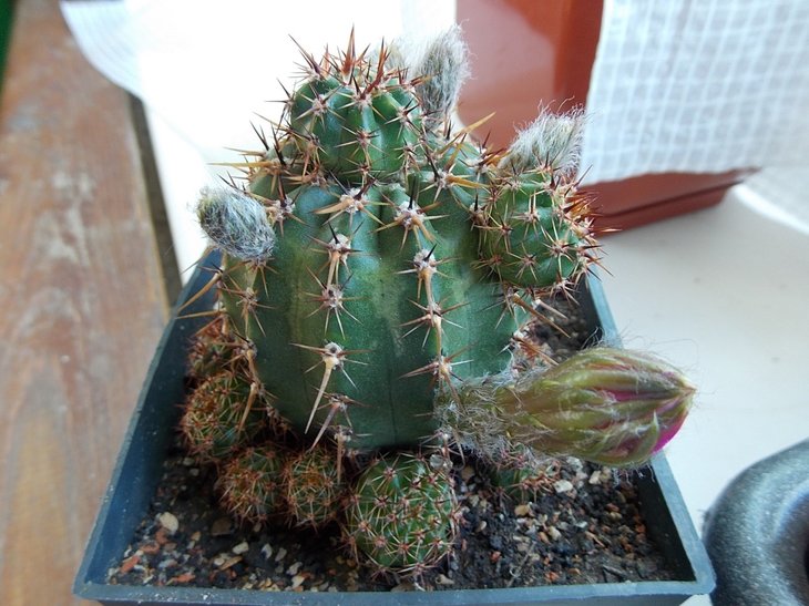 DSCN0118.JPG