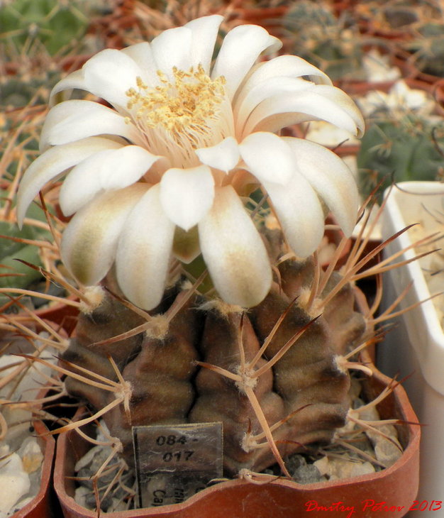 Gymnocalycium	michanovichi 'Black Cap'