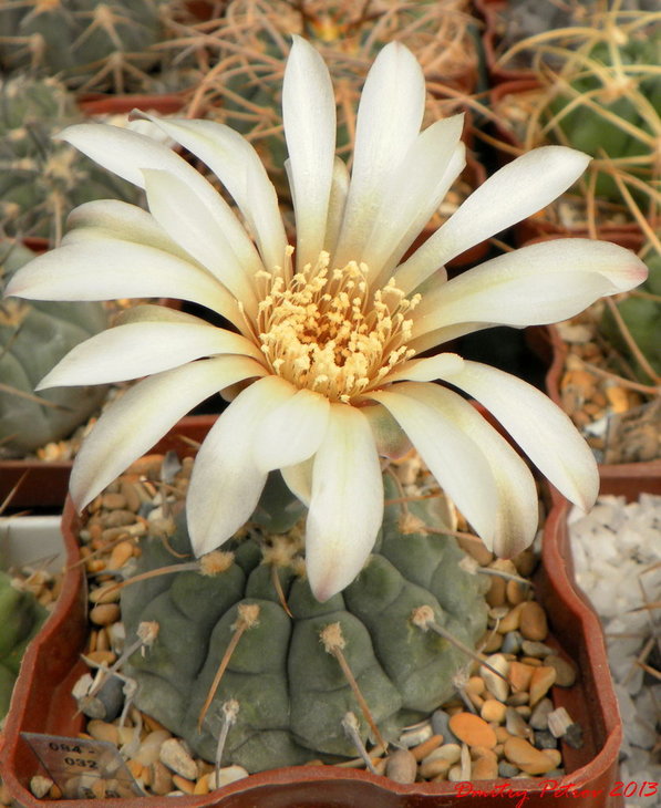 Gymnocalycium	vatteri