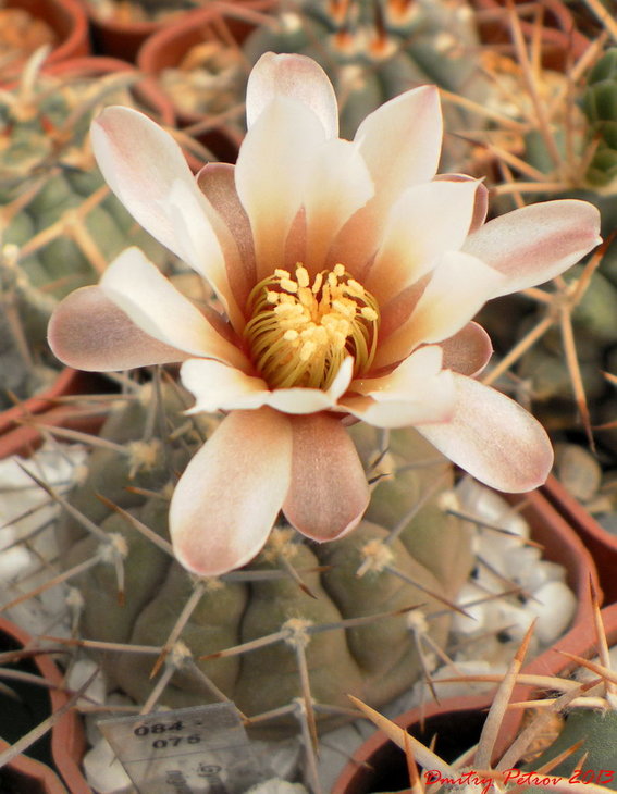 Gymnocalycium	asterium	nigrum
