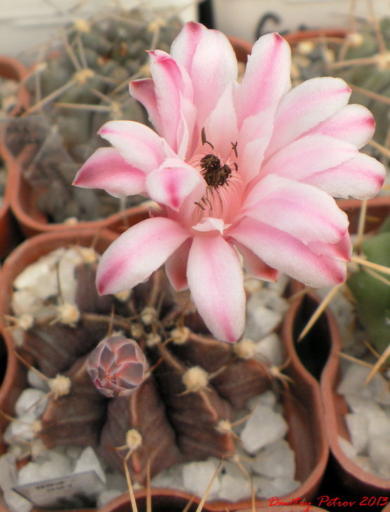 Gymnocalycium	friedrichii		Violet