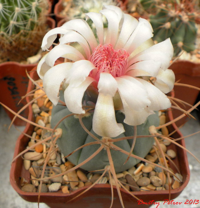 Gymnocalycium	armatum