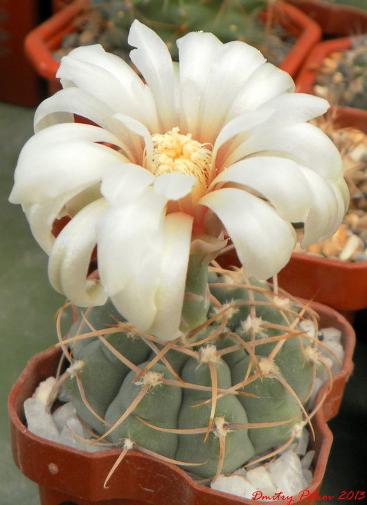 Gymnocalycium 	vatteri VG 415, Cordoba
