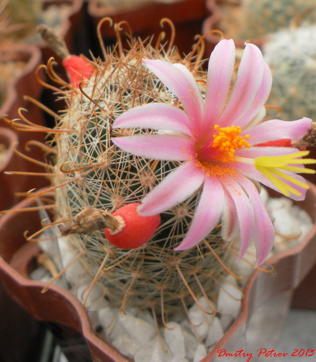 Mammillaria microcarpa auricarpa