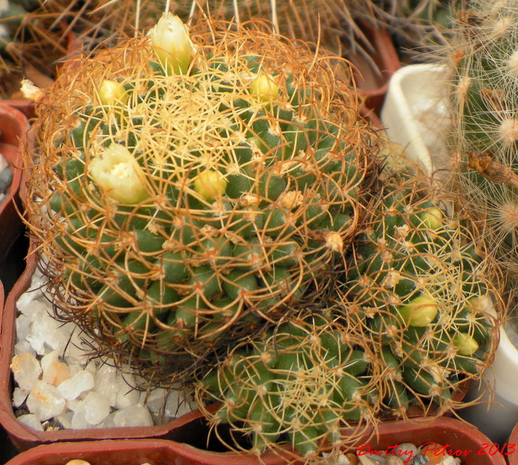 Mammillaria camptotricha crispata
