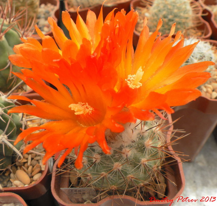 Parodia	faustiana