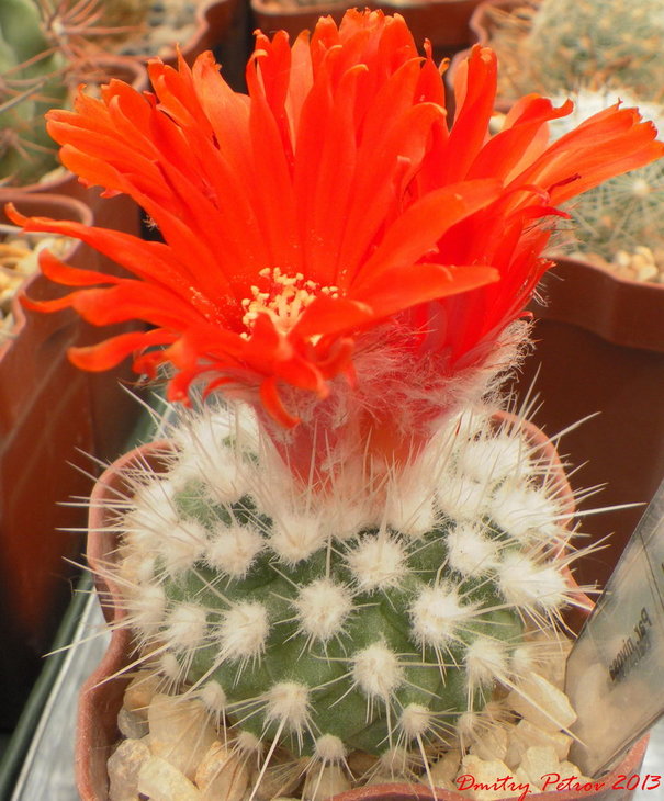 Parodia	nivosa