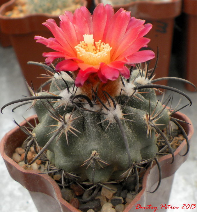 Parodia	suprema