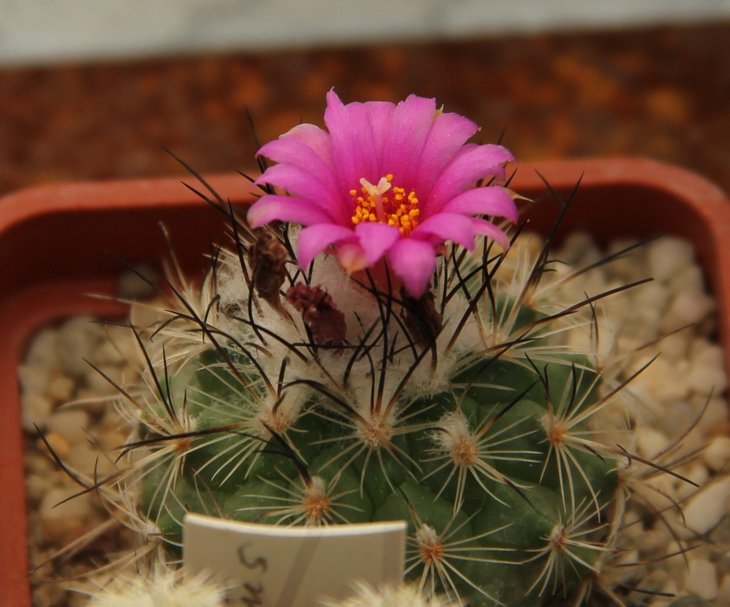 Gymnocactus viereckii
