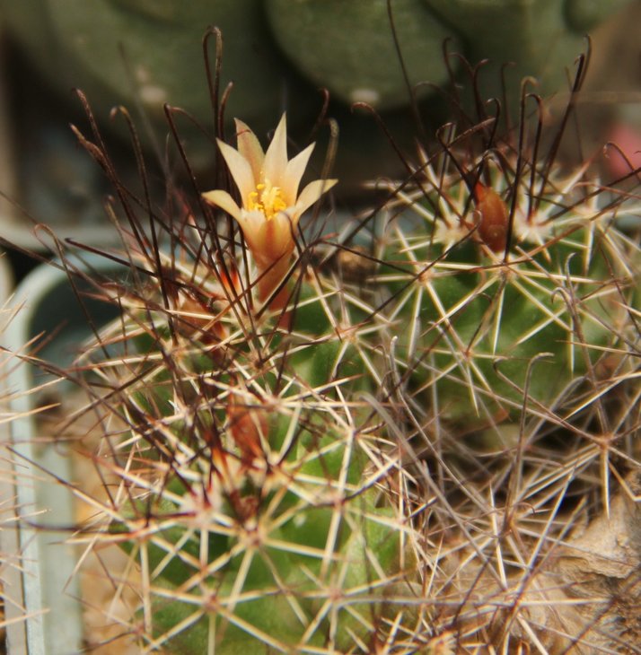 Neolloydia odorata