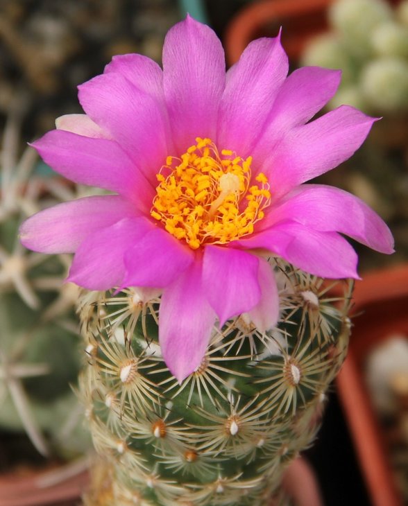 Neolloydia grandiflora