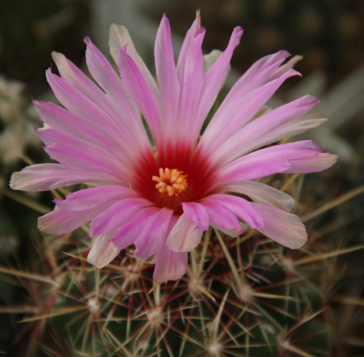 Thelocactus bicolor v tricolor