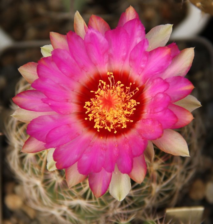 Thelocactus bicolor