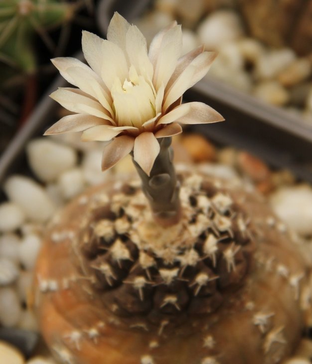 Gymnocalycium ragonesii