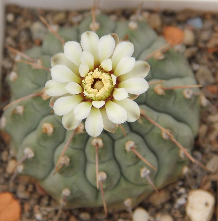 Gymnocalycium vatteri