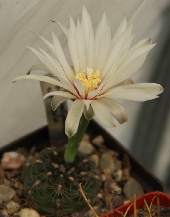Gymnocalycium capillaense