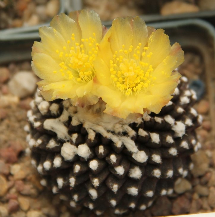 Copiapoa tenuissima monstrose