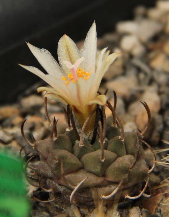 Turbinicarpus sp. negrita