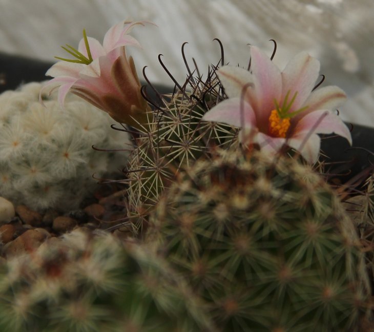Mammillaria swinglei