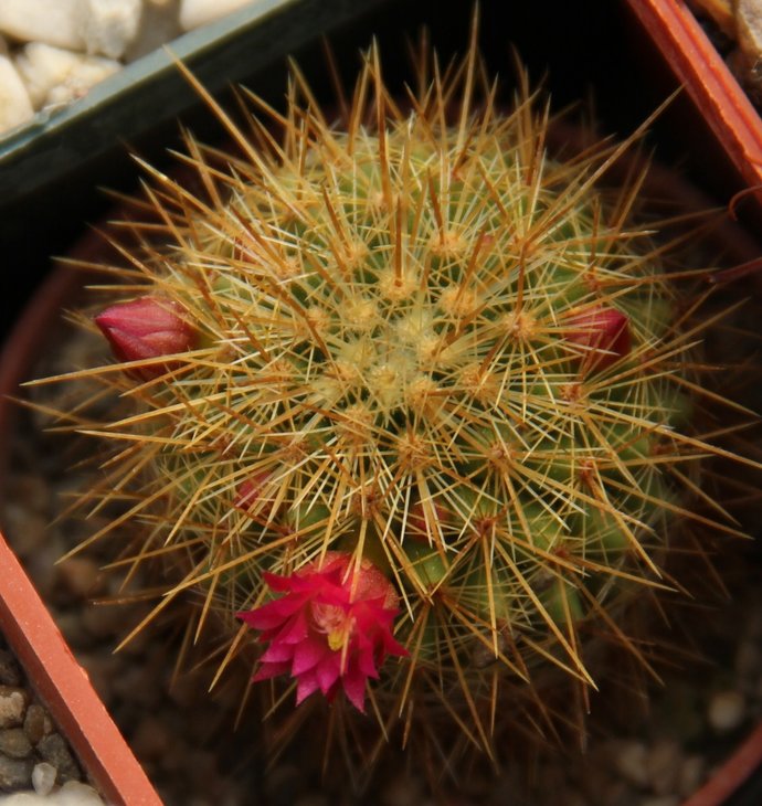 Mammillaria sp.