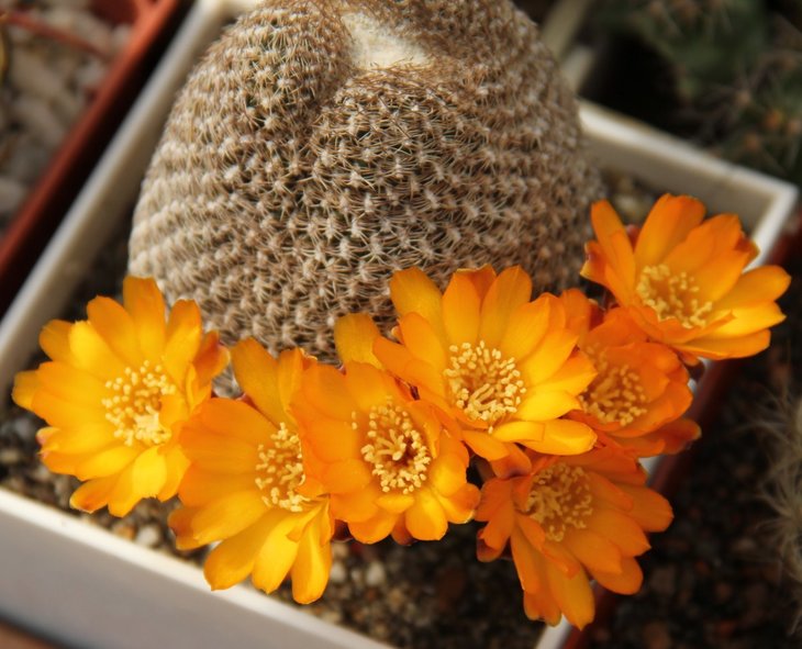 Sulcorebutia arenacea