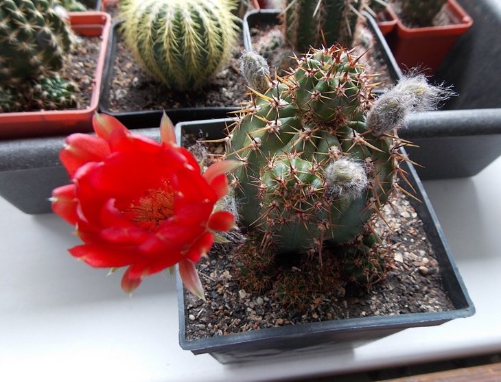 DSCN0133.JPG