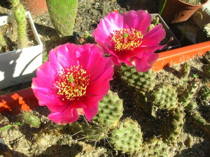 opuntia fragilis cv. &quot;Freiberg&quot;