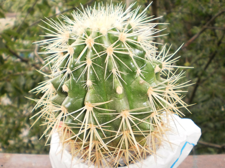Echinocactus grusoni