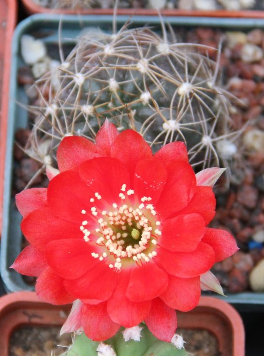 Lobivia sp.