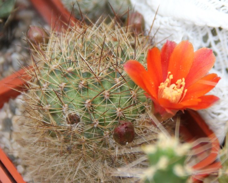 Rebutia sp.