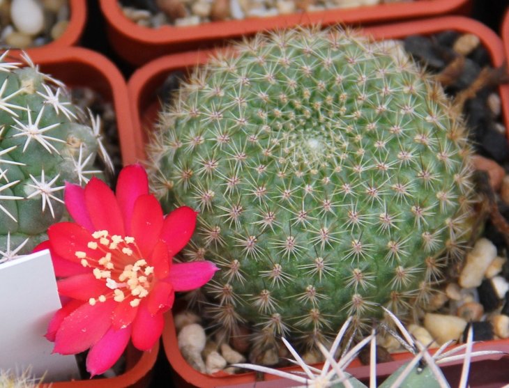 Rebutia sp.