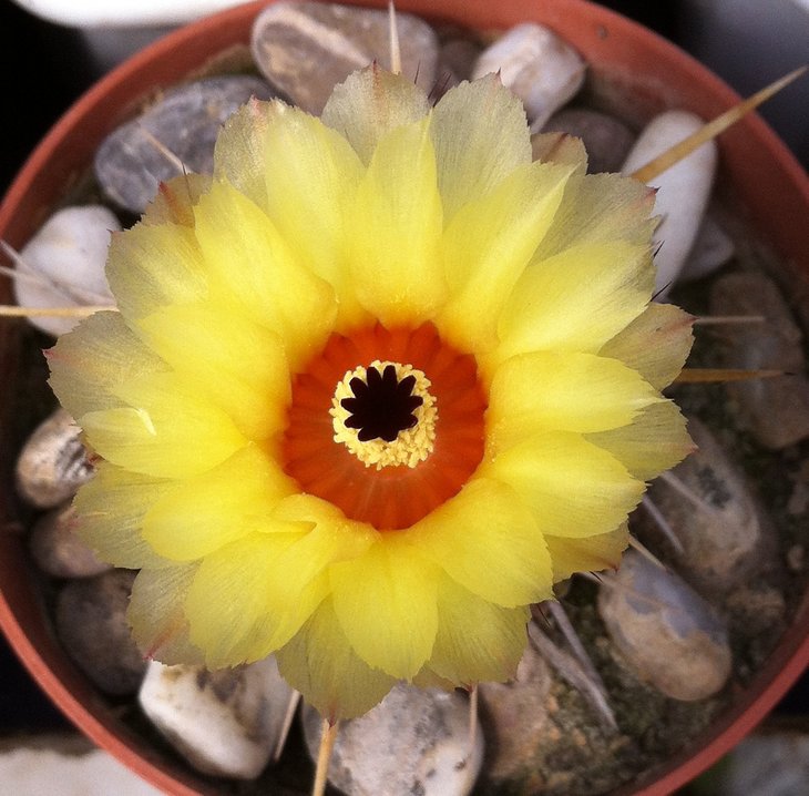 Notocactus sp.
