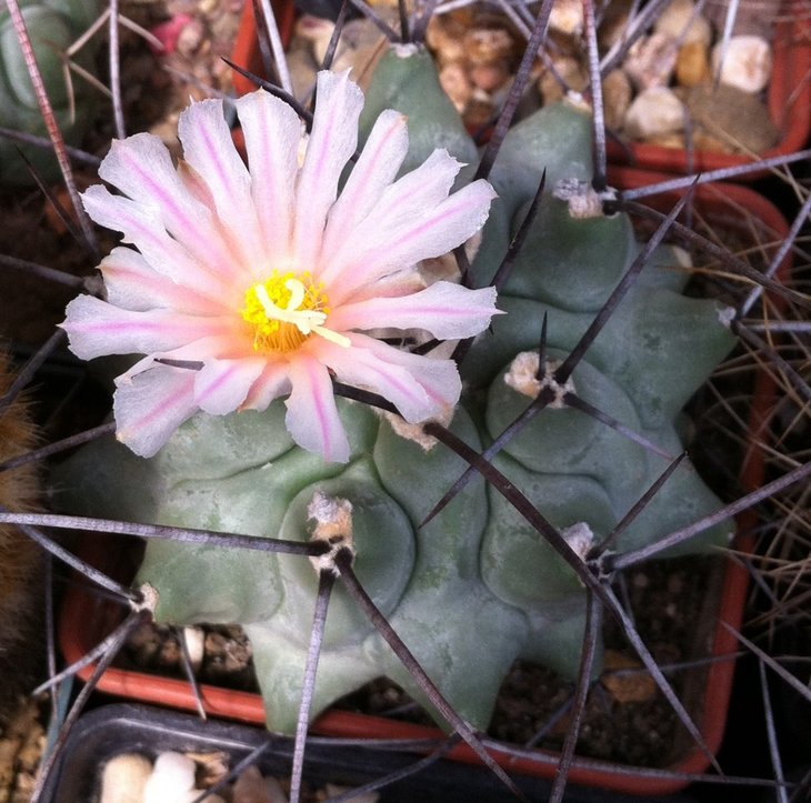 Thelocactus lophothele v. longispinus