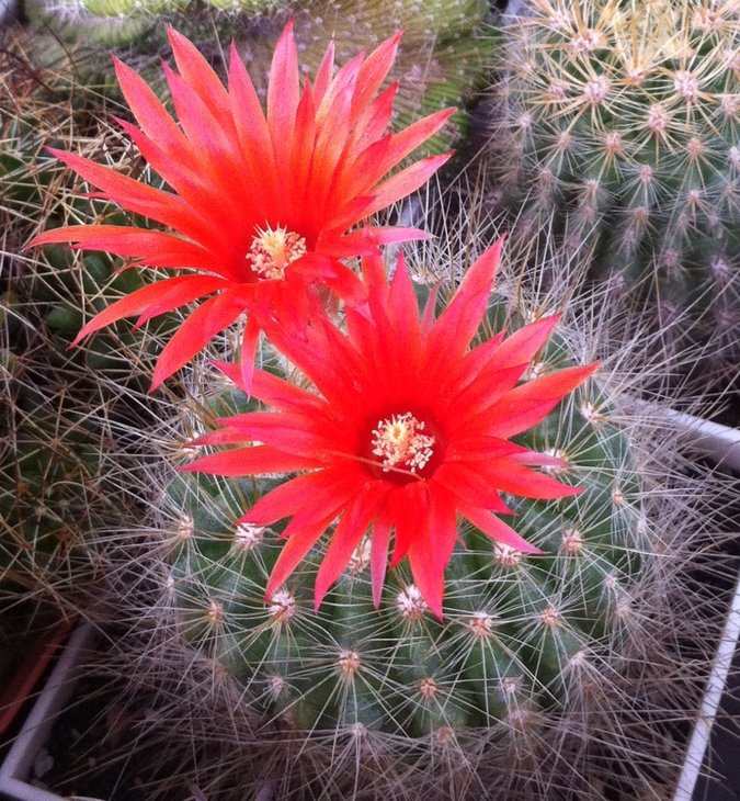 Parodia nivosa