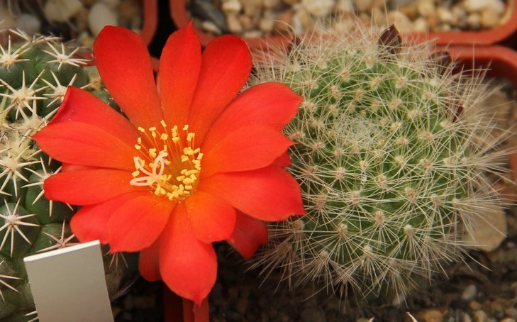 Rebutia sp.