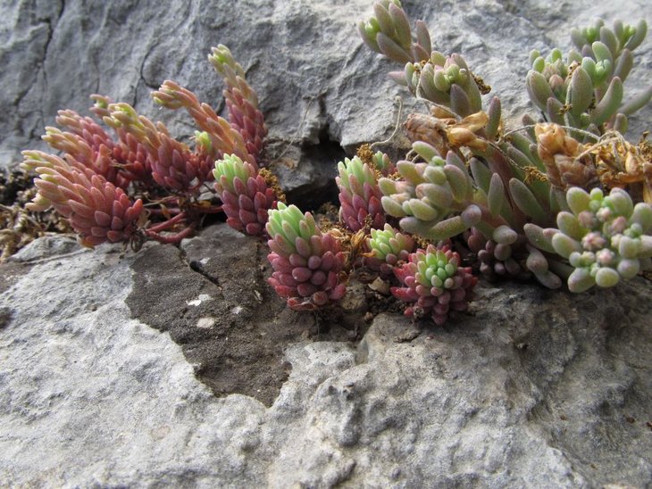 Sedum1.jpg