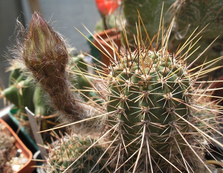 Lobivia aurea