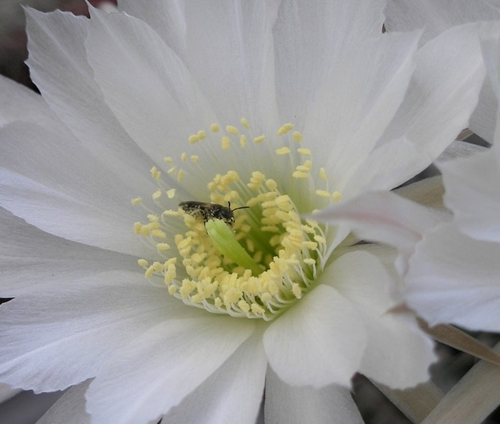 Lobivia ancistrophora JO346.JPG