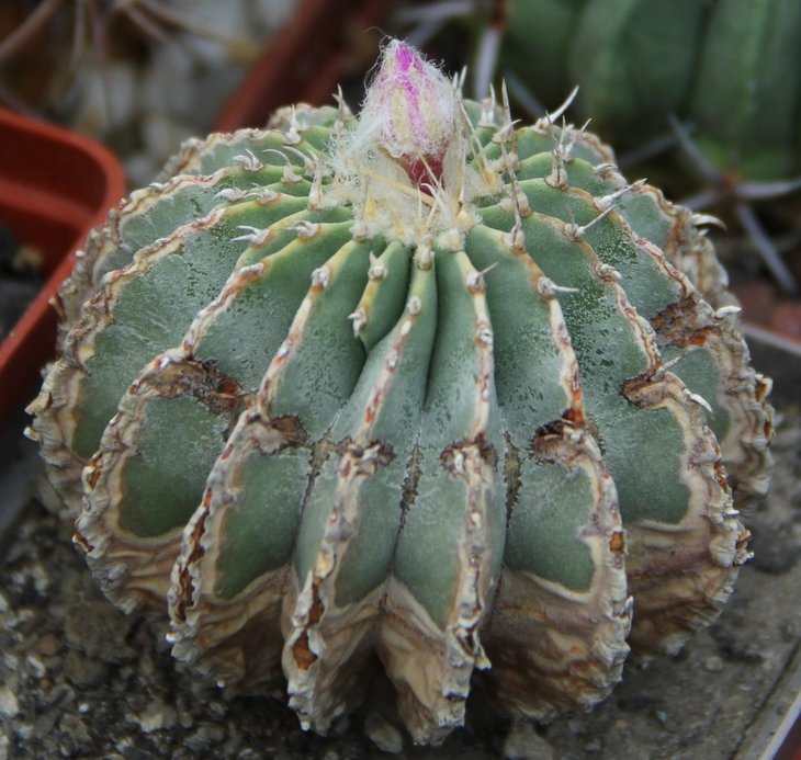Geohintonia mexicana