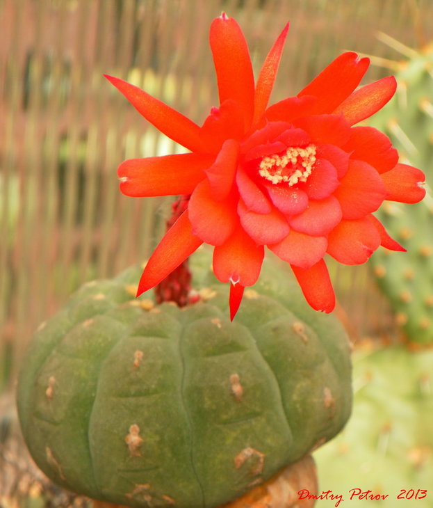 Matucana madisoniorum