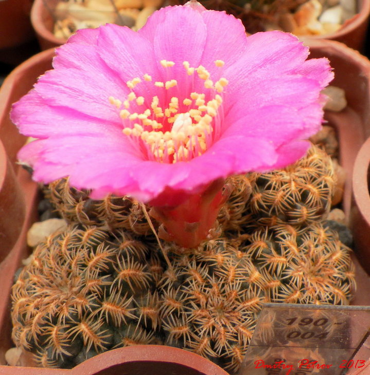 Sulcorebutia augustini    HS152