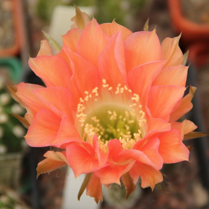 Echinopsis hb.