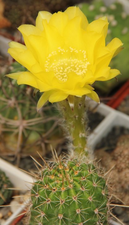 Echinopsis 323 'CANARY'