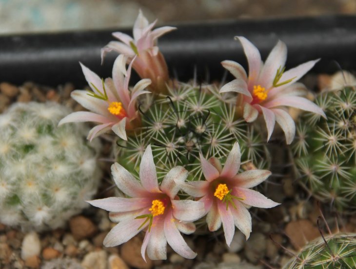 Mammillaria swinglei