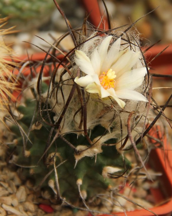 Turbinicarpus