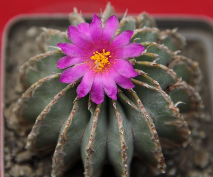 Geohintonia mexicana