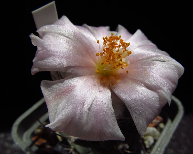 Turbinicarpus lophophoroides