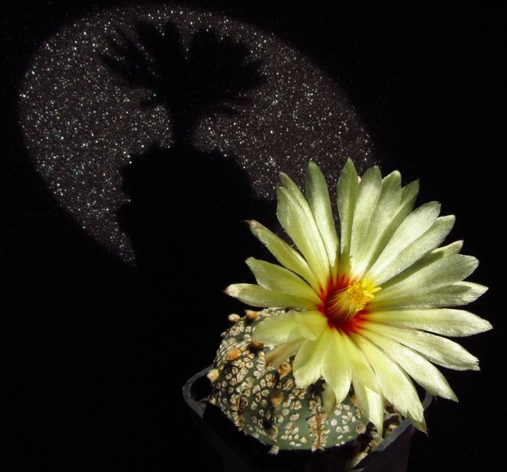 Astrophytum asterias 'Super Kabuto'