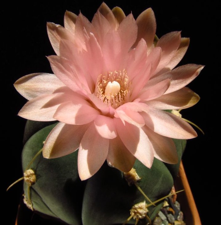 Gymnocalycium horstii