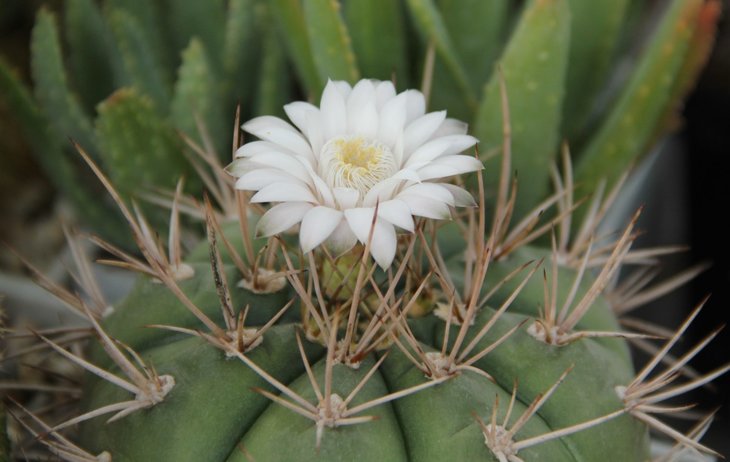 Gymnocalycium eurypleurum